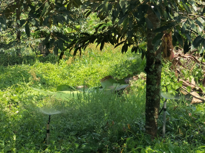 Tưới nước tiết kiệm cho cây sầu riêng trong mùa hạn mặn. Ảnh: Minh Đảm.