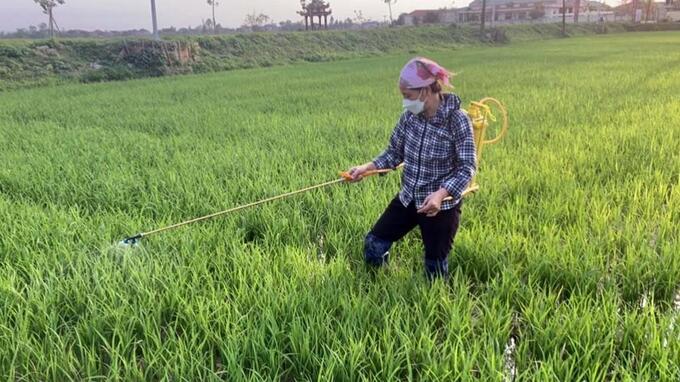 Nông dân huyện Hưng Nguyên phun phòng trừ bệnh đạo ôn trên lúa xuân. 