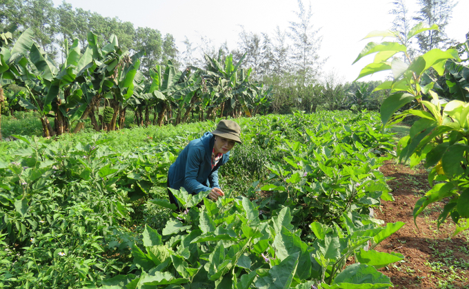 Từ vùng đất khô cằn, sau gần 7 năm canh tác hữu cơ đã trở thành vùng đất màu mỡ. Ảnh: T.P