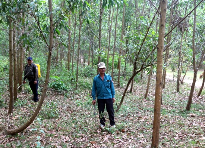 Ông Ngô Quang Thạch (áo xanh), đội phó quản lý rừng tại tiểu khu 128, cho biết, bước vào mùa khô, toàn bộ lực lượng của đội đóng chốt tại rừng 24/24. Ảnh: Kim Sơ.