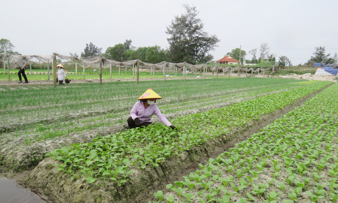 Nông dân vùng cát xã Hồng Thủy đang sản xuất rau sạch hữu cơ. Ảnh: T.P