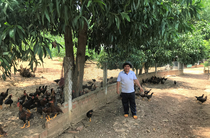 Anh Nguyễn Giang Trí, con rể của ông Mai Văn Rõ, với đàn gà của mình trên đồi Gò Loi, xã Ân Tường Tây (huyện Hoài Ân, Bình Định). Ảnh: V.Đ.T.