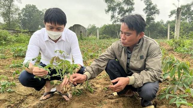 Nông dân Nghệ An cần hết sức cảnh giác với bệnh khảm lá sắn, bởi đây là bệnh rất nguy hiểm, dễ lây lan, không thể phòng trị.