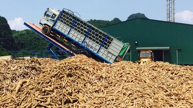 Với việc các nhà máy chế biến tinh bột sắn đi vào hoạt động, việc tiêu thụ sắn cho nông dân tại Nghệ An đang được cải thiện.