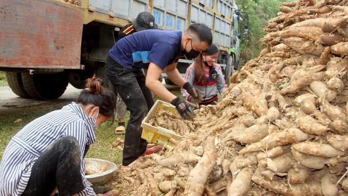 Sắn là cây dễ trồng, đầu tư ít, cho thu nhập khá nên nông dân rất dễ dàng mở rộng diện tích.