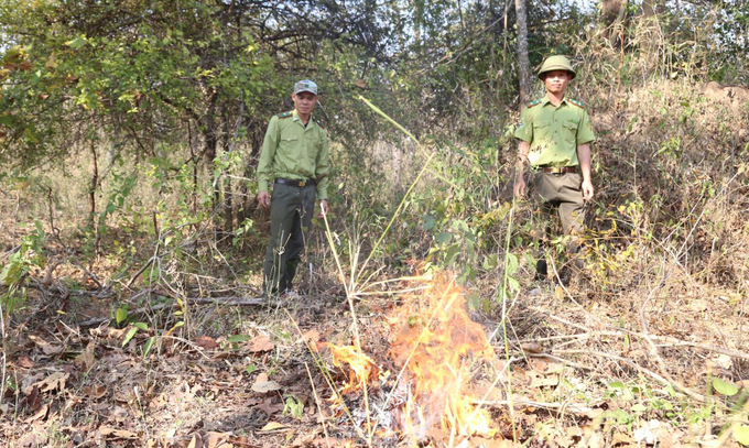 Lực lượng kiểm lâm Vườn Quốc gia Yók Đôn chủ động đốt tầng lá rụng trên các đám cỏ le, cỏ tranh, bụi lồ ô… để phòng chống cháy. Ảnh: Minh Quý.