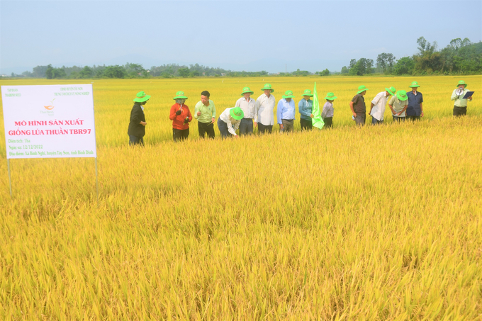 Nông dân tham quan mô hình sản xuất giống TBR97 tại HTX Nông nghiệp 3 Bình Nghi (huyện Tây Sơn, Bình Định). Ảnh: V.Đ.T.