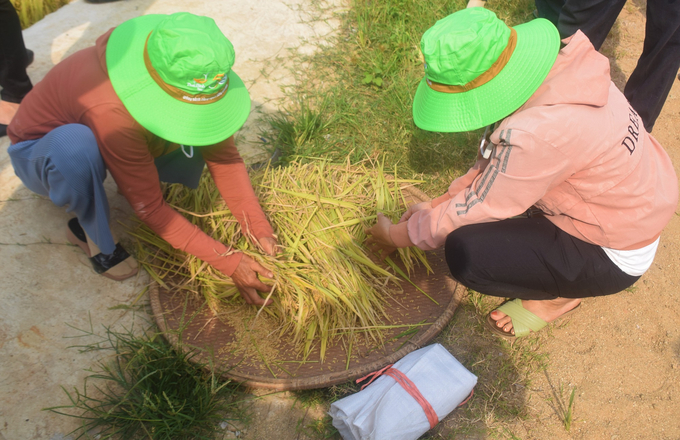 Nông dân HTX Nông nghiệp 3 Bình Nghi (huyện Tây Sơn, Bình Định) xát lúa gặt thí điểm để xác định năng suất. Ảnh: V.Đ.T.