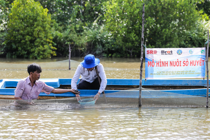 The project 'Protecting the climate and mangroves combined with income improvement for vulnerable communities' is implemented in the area of Ca Mau Cape National Park and Tam Giang Protection Forest Management Board. Photo: Trong Linh.