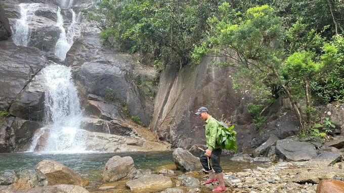 The Seven Fairy waterfall's area, where Phong Dien wild garlic was discovered. Photo: Dinh Dien.