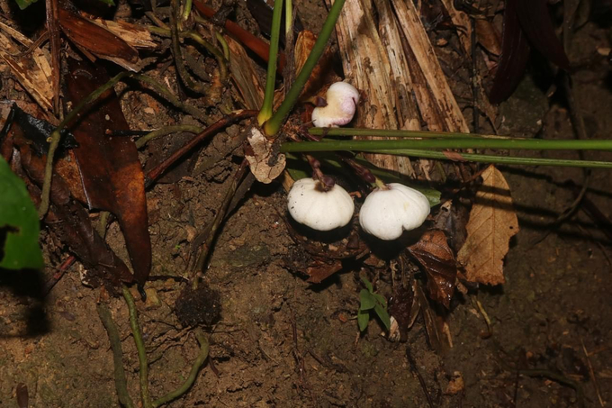 The Phong Dien wild garlic was discovered growing on the cliff of the Seven Fairy waterfall. Photo: Dinh Dien.