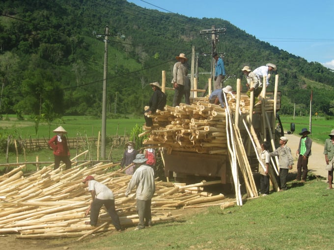 Giá gỗ rừng trồng hiện đã giảm sâu từ 1,8 triệu đồng/tấn xuống còn 1,2 triệu đồng/tấn. Ảnh: V.Đ.T.