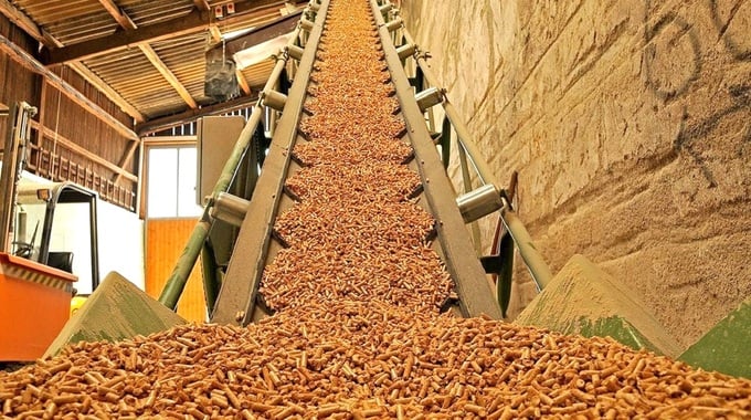 Trong khi hoạt động sản xuất dăm gỗ ở Bình Định đang “tắc tị” thì sản xuất viên nén vẫn cầm cự. Ảnh: V.Đ.T.