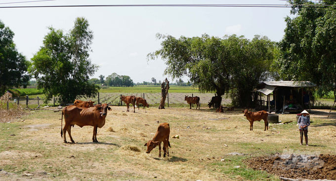 Tỉnh Tây Ninh đang tăng cường giám sát chặt các đàn trâu bò thả rông nhằm kiểm soát và chủ động phòng chống tình trạng buôn lậu trâu bò qua biên giới. Ảnh Lê Bình