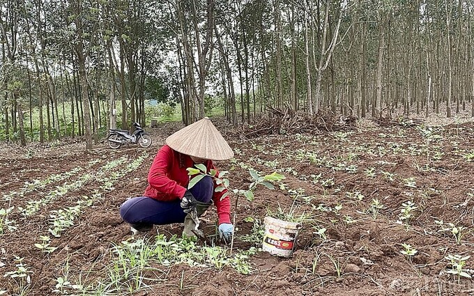 Nhiều gia đình ở xã Nghĩa Hồng, Nghĩa Đàn chuyển diện tích trồng cao su qua trồng ổi    