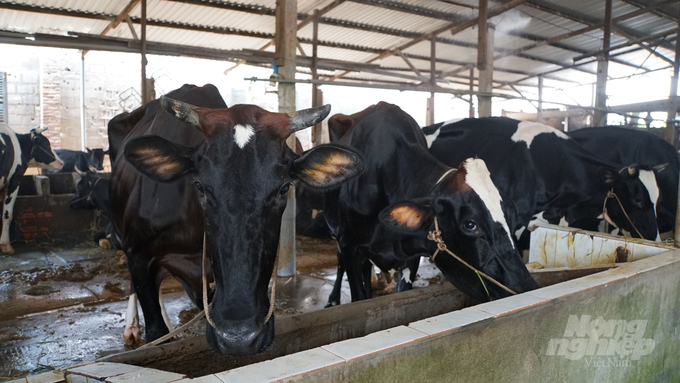 Lượng đàn bò sữa tại huyện Củ Chi trong 2 năm nay giảm sâu do người dân gặp khó khăn chồng chất khi chăn nuôi bò. Ảnh: Lê Bình