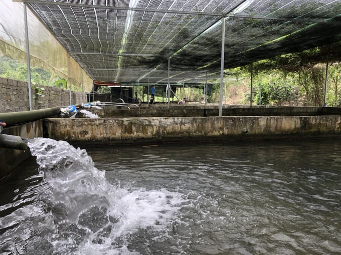 Cơ sở nuôi cá Tầm của anh Đào Văn Phú sử dụng đường ống dẫn nước sạch từ trên núi cao về bể nuôi