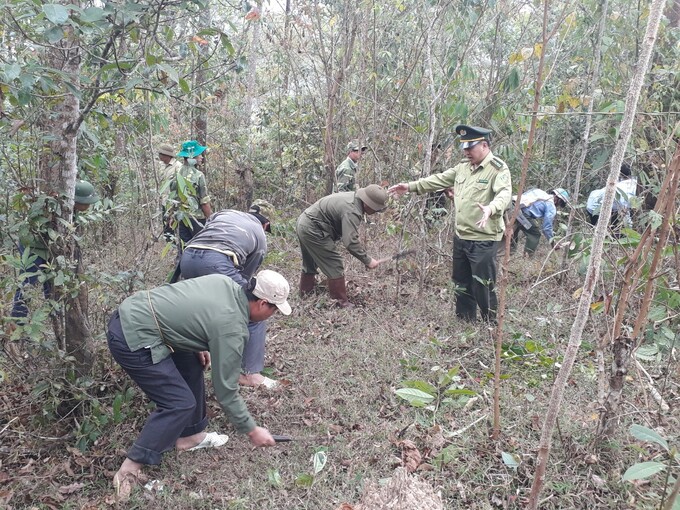 Hạt Kiểm Lâm huyện Quỳnh Nhai hướng dẫn người dân phát dọn thực bì