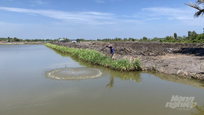 Nông dân cù lao Long Hòa – Hòa Minh đang thu hoạch tôm càng xanh. Ảnh: Hồ Thảo