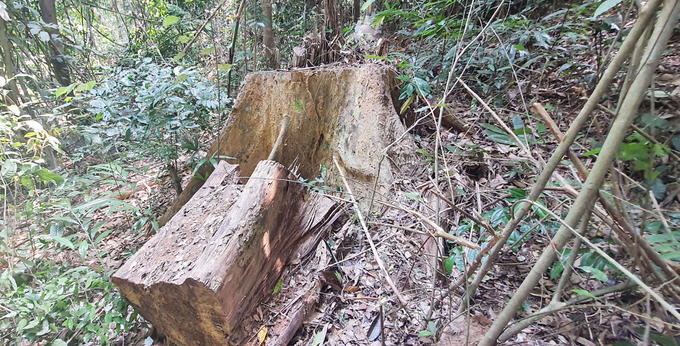 Gốc cây gỗ lớn bị khai thác trái phép hơn 1 năm trước. Ảnh: T.P