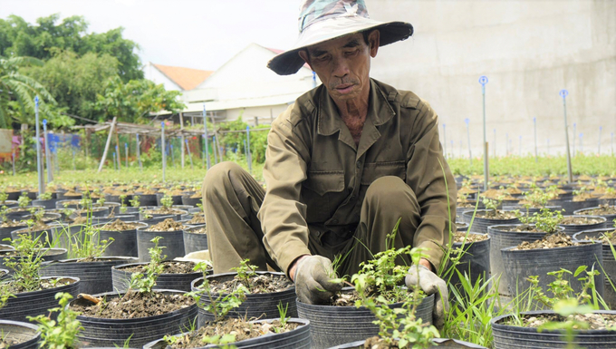 Ghi nhận bước đầu từ việc xây dựng mô hình trồng thử nghiệm cây sâm Bố Chính  tại Quảng Trị