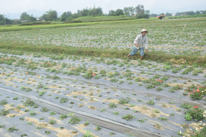 Nông dân làm cho anh Tâm đang chăm sóc vùng trồng sâm bố chính trên đất soi tại Kim Châu (thị xã An Nhơn, Bình Định). Ảnh: V.Đ.T.