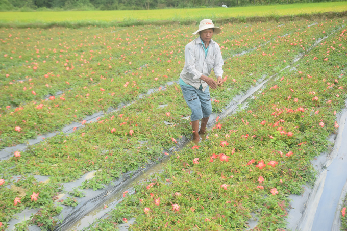 The superior line has red flowers and leaves with a short, long duckweed shape. Photo: V.D.T.