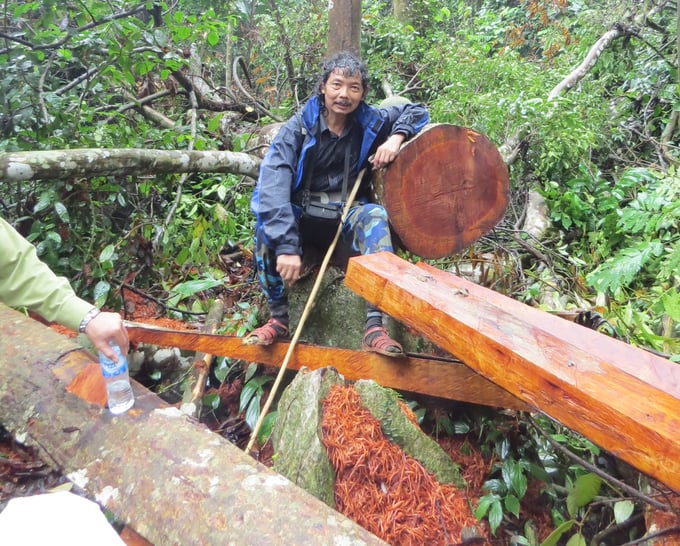 Hiện trường một vụ phá rừng cổ thụ ở Trường Sơn (tháng 10/2018). Ảnh: P.V
