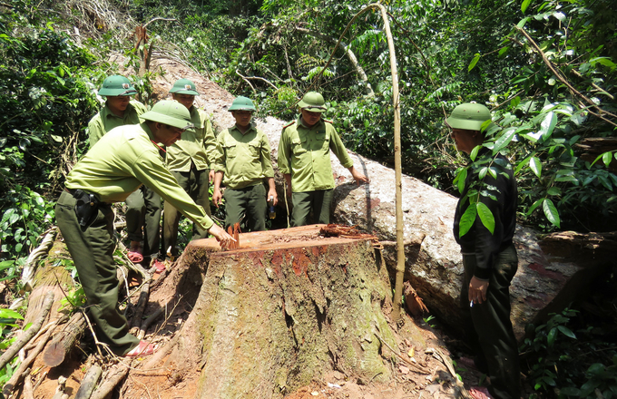 Một cây gỗ lim cổ thụ bị lâm tặc cưa hạ trong rừng Trường Sơn (tháng 5/2020). Ảnh: T.P