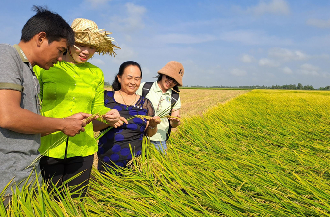 Ganh đua với nhau trong canh tác lúa, vô hình trung đã làm tăng chi phí sản xuất, giảm lợi nhuận. Ảnh: Trung Chánh.