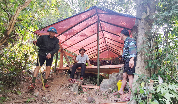 Một chốt bảo vệ rừng  của BQL RPH Quảng Ninh giữa rừng thẳm. Ảnh: T.P