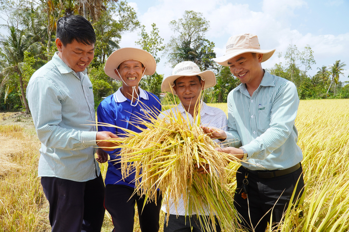 High-quality rice varieties such as OM5451, OM18, Dai Thom 8, ST account for a large proportion of rice production in the Mekong Delta. Photo: Kim Anh.