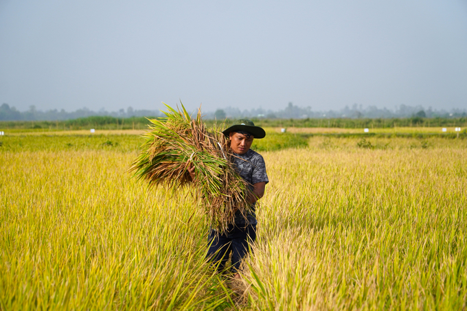 Farmers pay close attention to high-quality rice production organization, applying advanced and environment-friendly farming processes, and establishing consumption linkage with enterprises to improve the value of rice seeds. Photo: Van Vu.