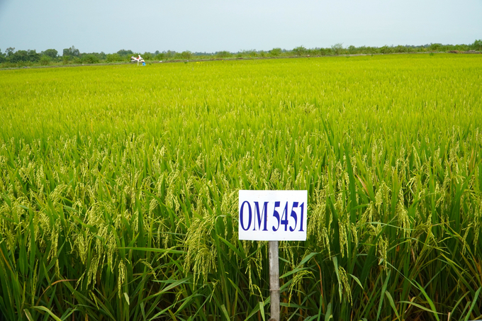 The birth of the rice variety OM5451 created a revolution, which was followed by the appearance of many rice varieties with high economic value in the Mekong Delta. Photo: Kim Anh.