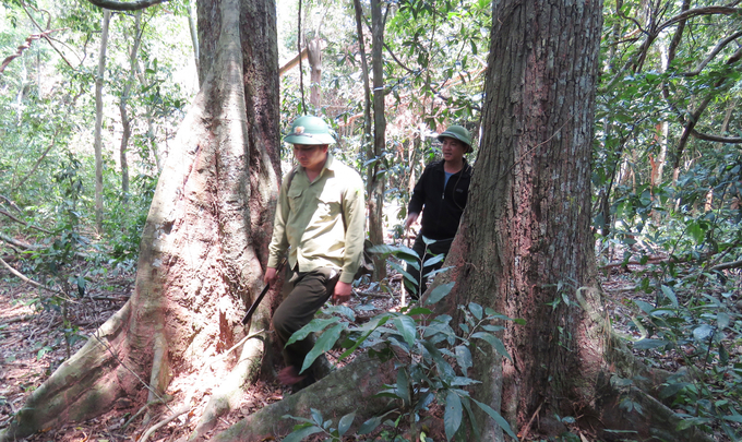 Xuyên rừng để kiểm đếm những cây gỗ lớn ở rừng Trường Sơn. Ảnh: T.P