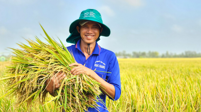 The Vietnam Sustainable Agriculture Transformation (VnSAT) Project has piloted advanced technical solutions and successfully implemented them on 184,000 ha of rice in the Mekong Delta. Photo: Kim Anh.