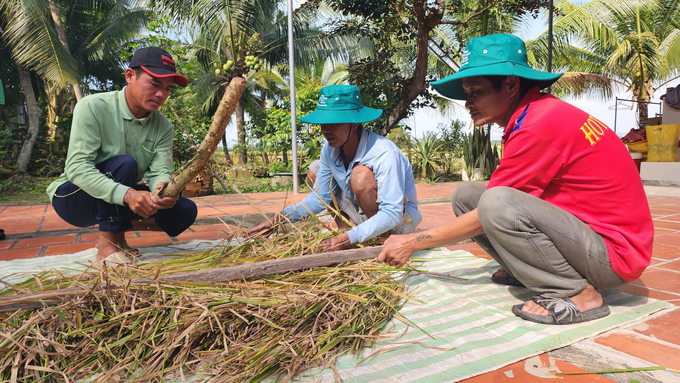 Farmers taking rice samples to evaluate the effectiveness of low-carbon rice farming models. Photo: Van Vu.