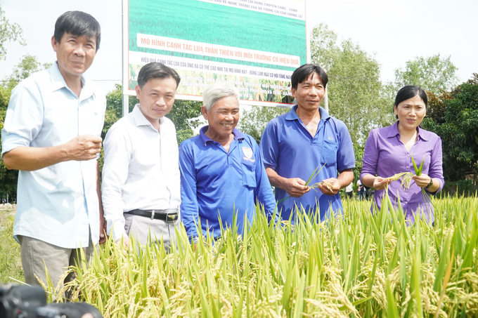 Eco-friendly and emission-reducing rice production models are being deployed strongly in Can Tho City. Photo: Van Vu.