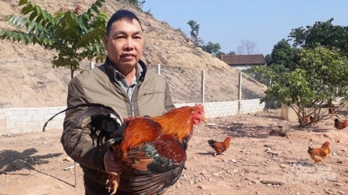 Tỉnh Thái Nguyên xác định, nuôi gà thả đồi phát triển ổn định, nhưng không ồ ạt. Ảnh: Toán Nguyễn.