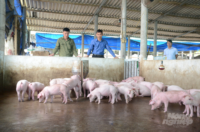 Ý thức phòng chống dịch bệnh được các hộ chăn nuôi, nhất là hộ chăn nuôi quy mô lớn ở Tuyên Quang chú trọng. Ảnh: Đào Thanh.