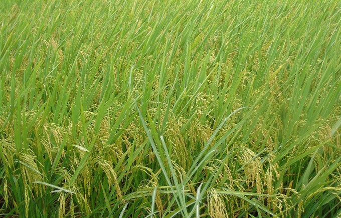 Ảnh: Ruộng mô hình giống lúa ST 25 tại trại lúa An Xuân, xã Xuân Hải