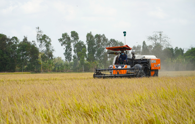 The VnSAT project has helped rice production in Hau Giang province reduce over 176,000 tons of CO2e. Photo: Kim Anh.