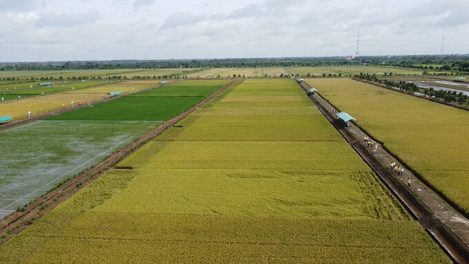 The 'Scheme of Sustainable Development of 1 million ha specializing in high-quality rice cultivation associated with green growth in the Mekong Delta' will completely transform the rice industry of the Mekong Delta in particular and Vietnam in general. Photo: Kim Anh.