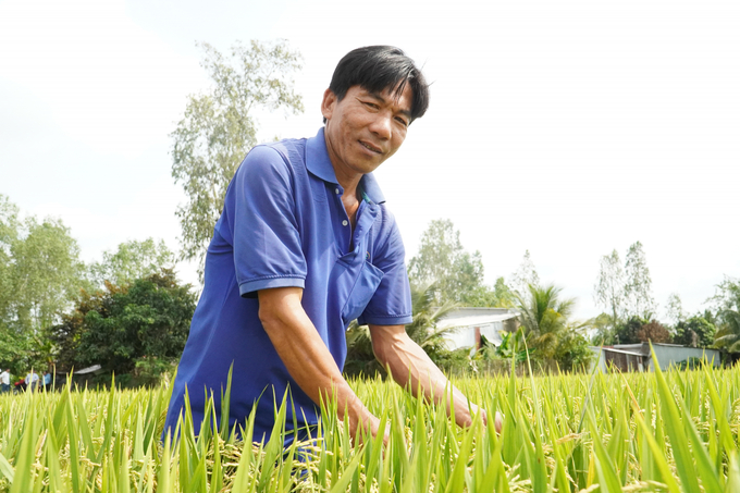 Over the past few years, the Mekong Delta has received a lot of support from international organizations to implement eco-friendly rice farming models. Photo: Kim Anh.