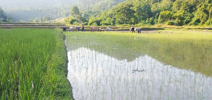Huyện Mường Khương 10ha đất lúa thiếu nước dự kiến chuyển đổi sang trồng hoa màu