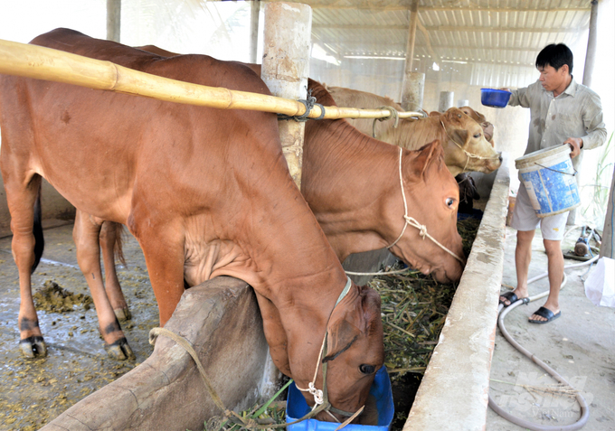 Phát triển chăn nuôi bò theo mô hình tuần hoàn, anh Sơn giảm được đáng kể chi phi mua thức ăn nhờ tận dụng phân bò trồng cỏ tạo thức ăn xanh tại chỗ. Ảnh: Trung Chánh.