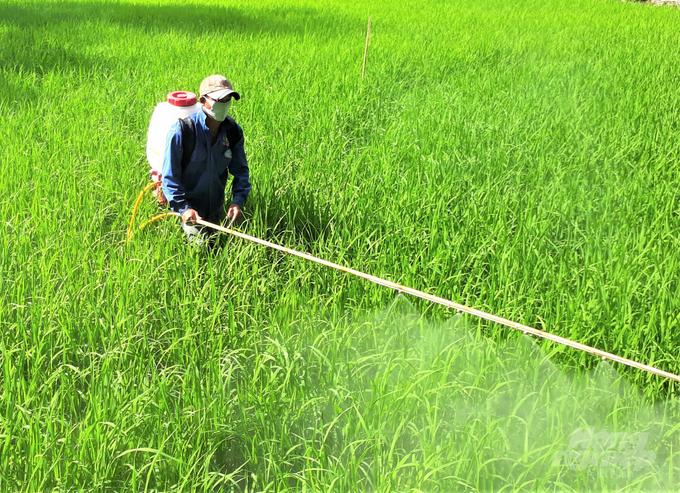 Đề án phát triển 1 triệu ha lúa chuyên canh chất lượng cao gắn với tăng trưởng xanh được kỳ vọng là sẽ sớm giúp nông dân thoát khỏi lời nguyền manh mún, nhỏ lẻ, tự phát, thu nhập thấp… Ảnh: Trung Chánh.