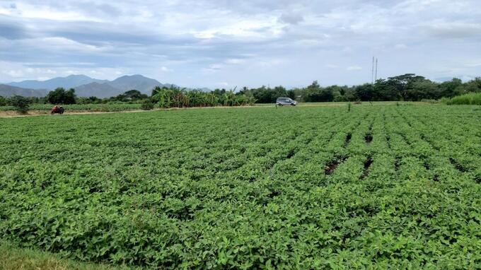 Chuyển đổi cơ cấu cây trồng, cây đậu phộng được trồng trên các vùng đất trồng lúa kém hiệu quả tại xã Lương Sơn, huyện Ninh Sơn. Ảnh: Nguyễn Hoa.