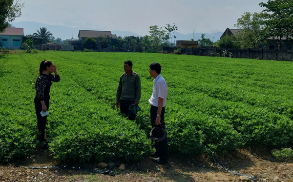 Cán bộ Trạm Khuyến nông Ninh Sơn - Bác Ái (Ninh Thuận) thăm đồng và trao đổi kinh nghiệm sản xuất đậu phộng với nông dân. Ảnh: Nguyễn Hoa.