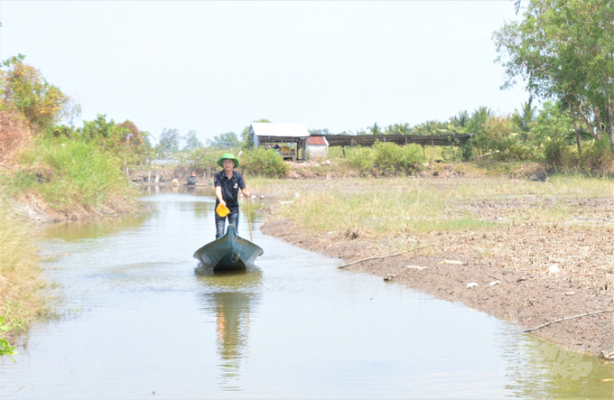 There are cases when farmers rent land to conduct shrimp farming, but the real land owner is out of reach, making it difficult for local authorities to issue mariculture establishment codes. Photo: Trung Chanh.